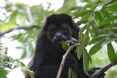 The Black Howler monkey is strictly vegetarians. They love eating succulent leaves on the dense treetops.