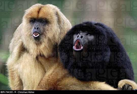 The male and female black howler monkeys are very easy to tell apart. The females have distinct yellow-brown fur. It is only the males that match their name 'black howler monkey' because of their full black color.