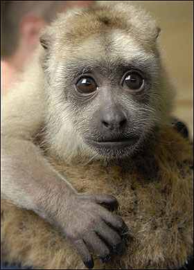 Adorable Young: Baby black howler monkey cling to their mothers backs for one year after which they are old enough to move about on their own.