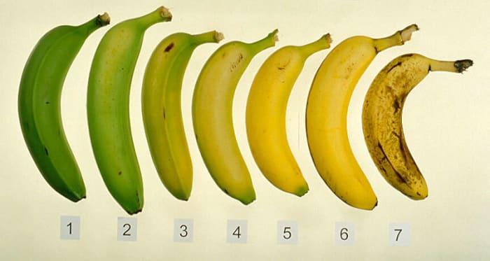 Eating bananas that are almost ripe (see the 4th banana) can cause constipation as they contain a lot of starch.