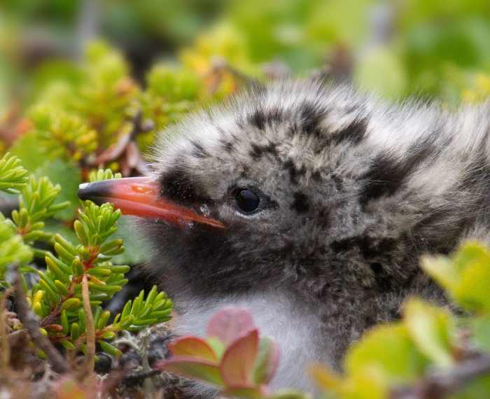 This Arctic Tern chick still has its egg tooth, the small white pointed area close to the tip of its beak.