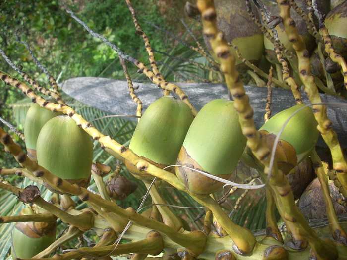 health-benefits-of-coconut