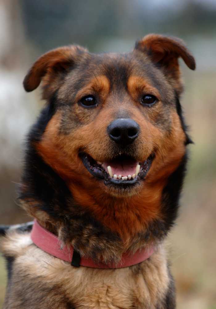 Designer Dog Breeds Shorkies HubPages