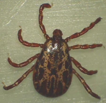 california tick identification