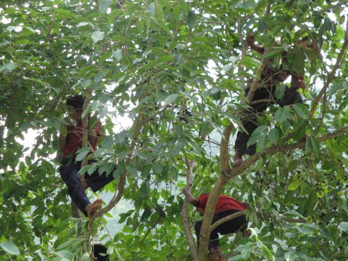 children plucking jamun fruit.