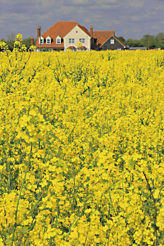 A golden field of rape stretches away to the horizon, affording an attractive vista for those who have their homes nearby