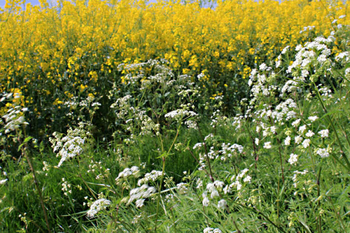 The white of the common farmland weed Cow Parsley (Anthriscus sylvestris) growing alongside a field of yellow Oilseed Rape (Brassica napus)