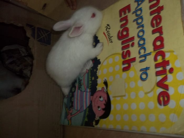 My son tried to teach him alphabets after seeing some funny number recognising activity by an elephant in the local circus. But our rabbit failed to learn English. It was a sort of embarrassment for my son