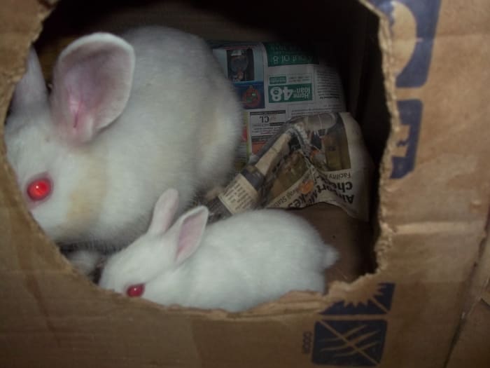 Chikki, the father was very fond of his children. He used to enter into their cardboard shelter and love them