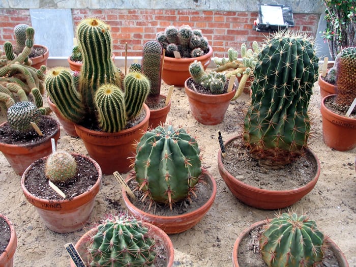 Photo 9 - What an amazing cacti display!
