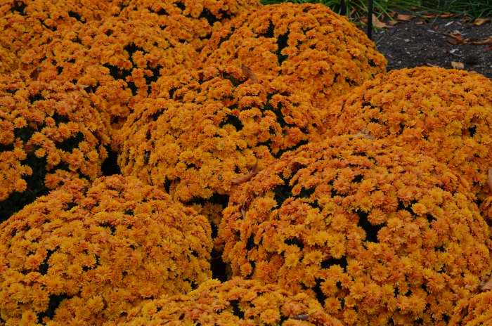 Photo 6 - I like this display because its a mass display of chrysanthemums, so dense you can't even see the pots.