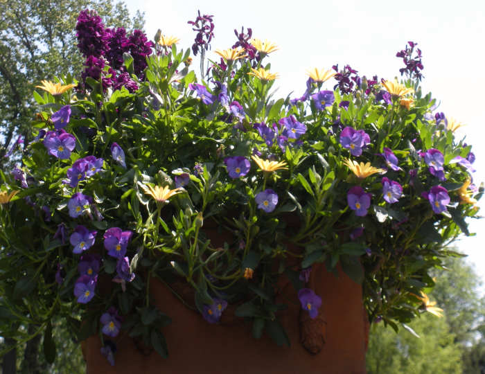 Photo 4 - This was a uniquely shaped pot, holding periwinkle colored, fuschia colored, and golden yellow flowers.