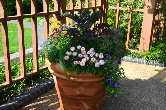 Photo 7 - A cute potted plant and flower display that is growing in partial shade.