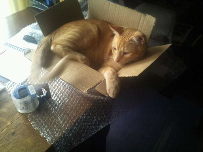 My sister has two cats and they can't resist helping her with the holiday wrapping process. Not sure they really help much, as mostly they like to get into the box.