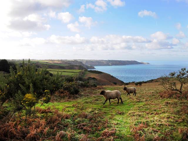 The north coast of Man with some of the multi-horned Loaghtan sheep brought by the Norsemen in the 10th Century