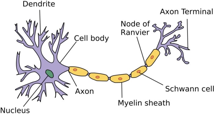 Parts of a neuron or nerve cell