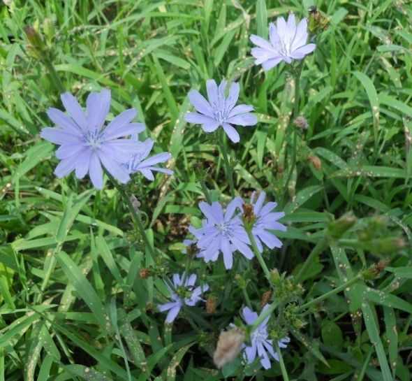 Wildflowers of Southeastern Connecticut HubPages
