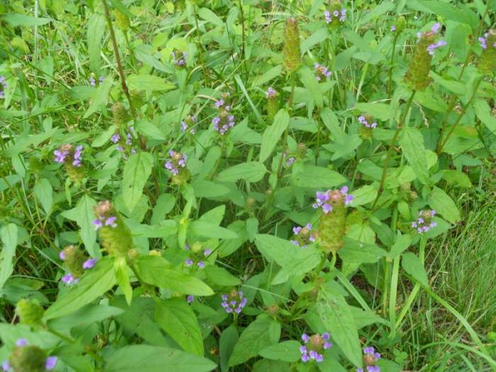 Wildflowers of Southeastern Connecticut HubPages