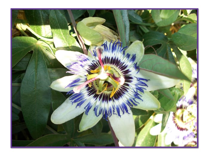 The passion flower vine is the host plant for the caterpillar of the Gulf Fritillary butterfly.