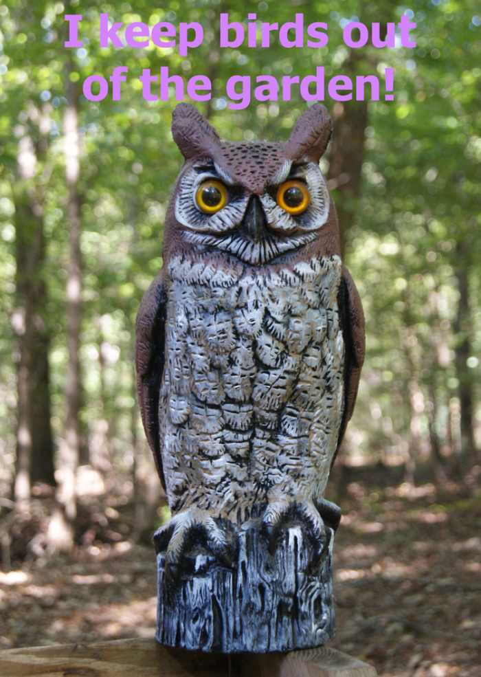 How to Keep Birds Out of Your Vegetable Garden - HubPages