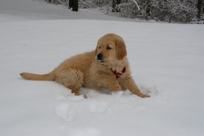 The author's Golden Retriever has type I vWD. Fortunately, this form of the clotting disorder is fairly mild.