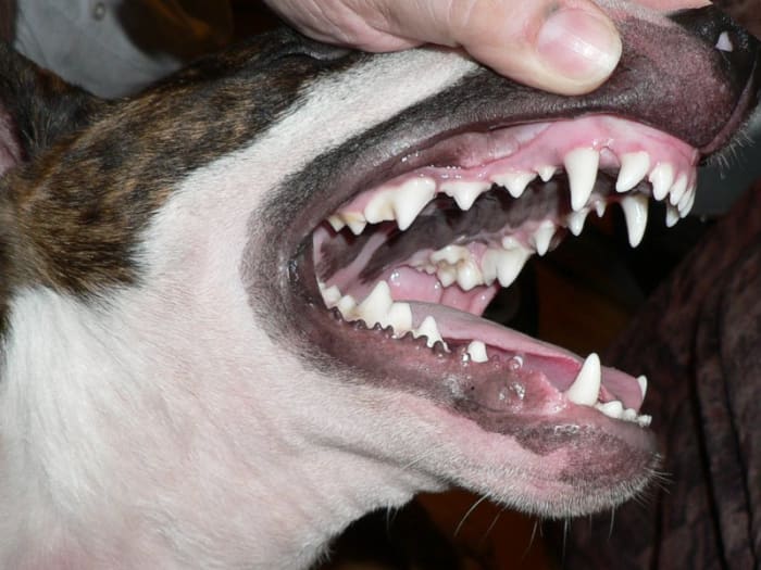A screening test for clotting disorders involves pricking the dog's gums and noting the time until clot formation.