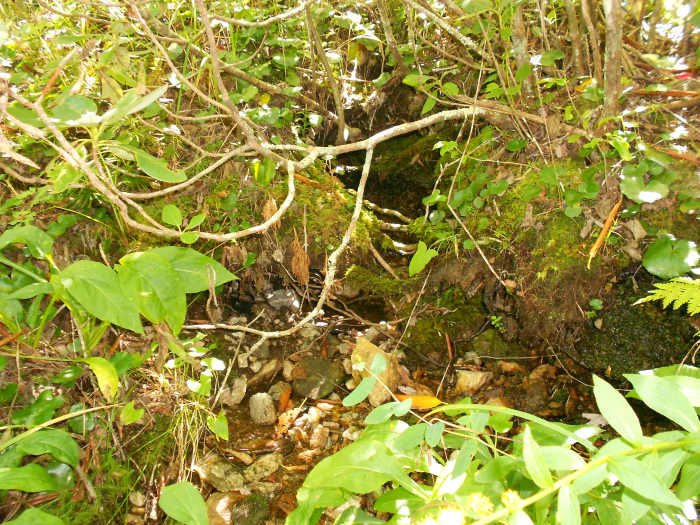 Seeps are unique wetland features that occur in the high mountains of the Appalachians. They allow plants and animals to live in small ecosystems far from where they normally reside.