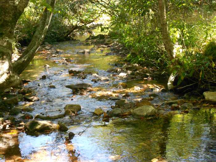 Yellowstone Prong is home to wild trout and diverse fishing conditions. Covered, open, fast and slow waters are available year round.