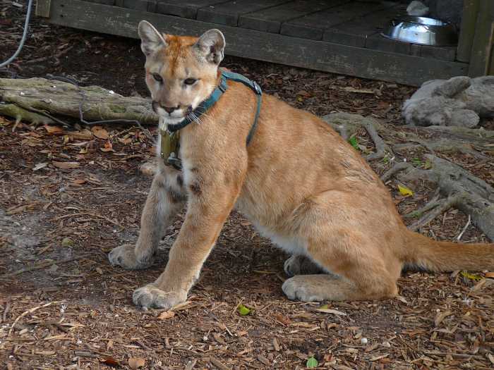 Unfortunately, many Florida Panthers are in captivity due to destruction of habitat, injured animals, and defects due to inbreeding.