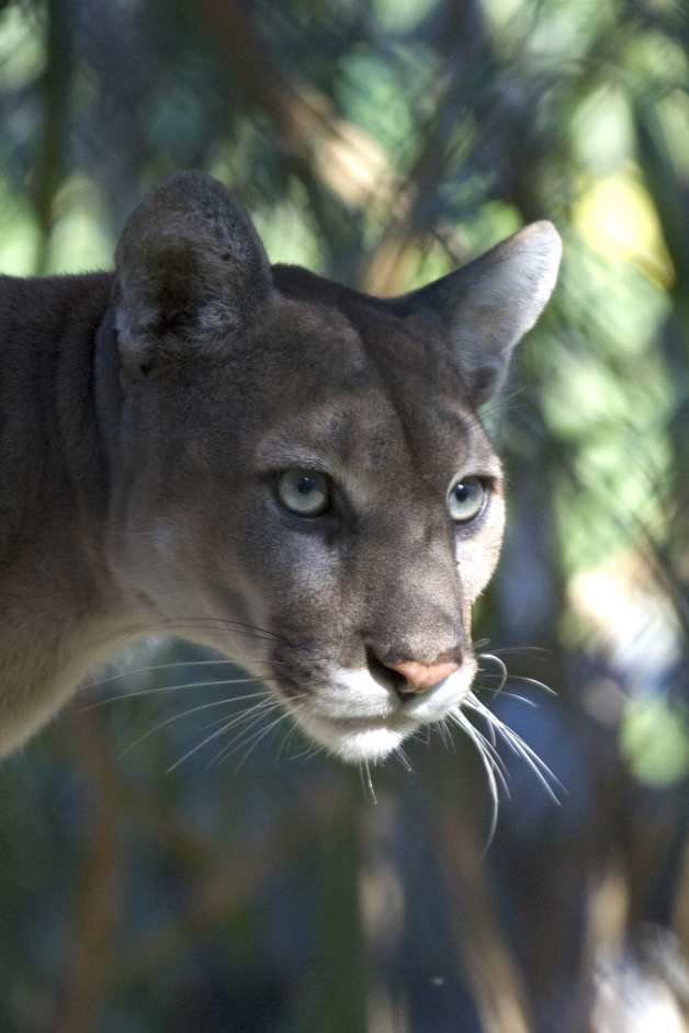 Florida panthers usually have a grayish to tan color fur. Their chin, belly, and throat are usually white in color.