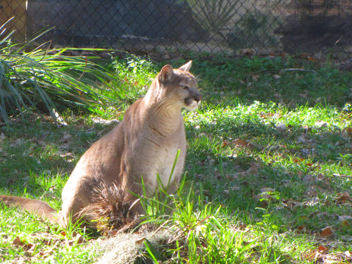 This animal is staying a wild animale refuge where he is able to be monitored and kept track of.