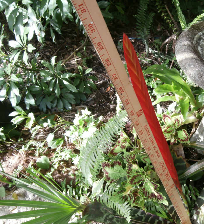 How To Grow Beautiful Bromeliads Inside and Outside In The Yard - HubPages