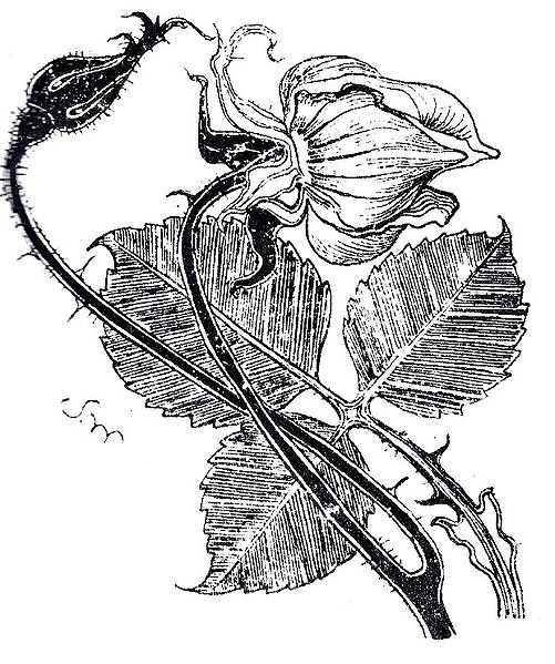 The Nightingale and The Rose