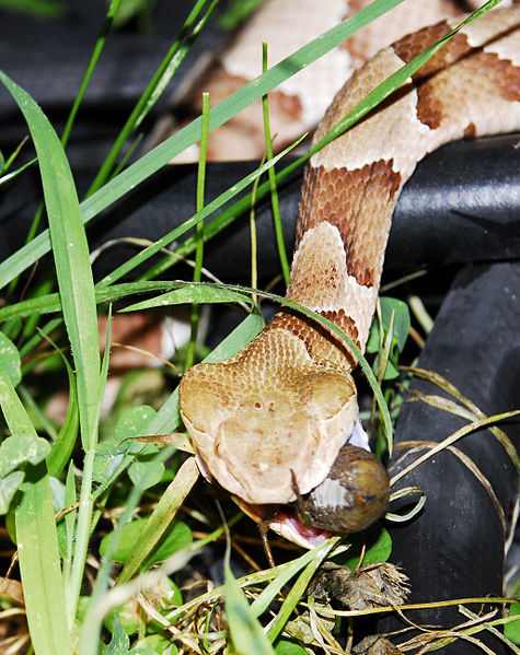 Southern copperhead eating a Cicada, photographed in Arkansas by Mike Perry - http://MikePerryMedia.com/. This work is licensed under the Creative Commons Attribution-ShareAlike 3.0 License.