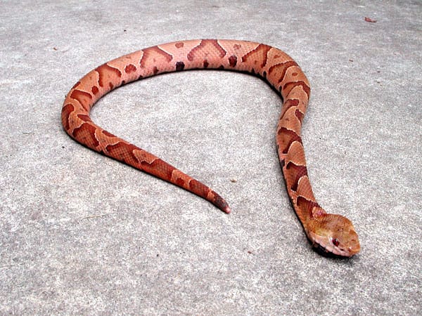 American Copperhead as found in the Southeastern United States. Photo taken by Michael Page on June 27, 2005 in Atlanta, Georgia. This file is licensed under the Creative Commons Attribution-Share Alike 3.0 Unported license.