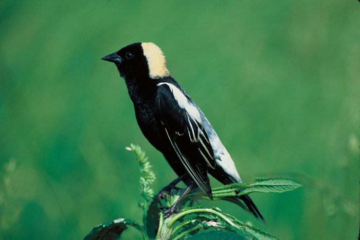 A picture of a Bobolink taken by the United States fish and wildlife service. These birds have earned the nickname "rice bird" because of their affinity for eating rice.