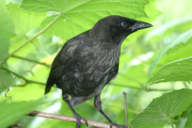 Blackbirds are usually the biggest culprits when it comes to eating rice in fields, especially in southwest Louisiana.
