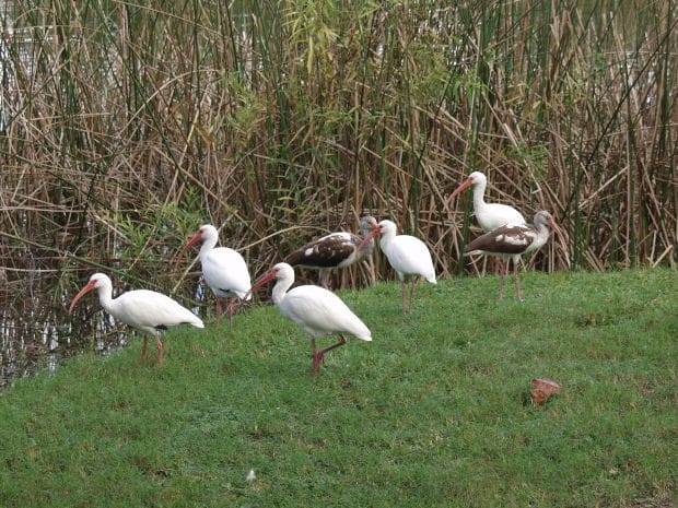 No one would want to intentionally harm the pretty wild birds by feeding them uncooked rice.