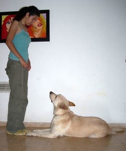 The same techniques of reinforcements used in dog training can also be applied to humans - human training. Interestingly, even while a human trains a dog, the reaction of the dog acts as positive and negative reinforcement on the human .