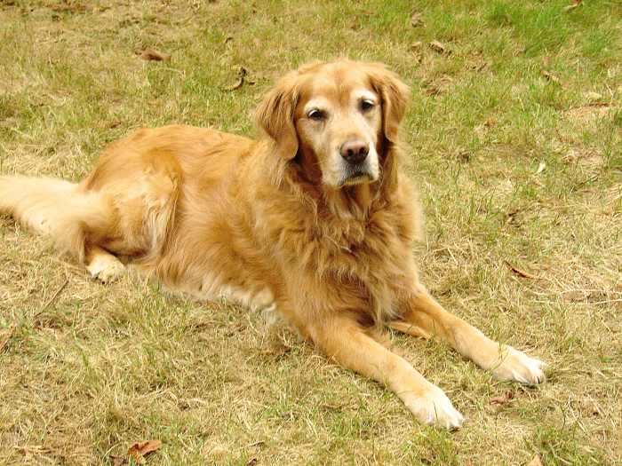 Golden retrievers such as Sam have a great sense of smell, which is very useful in a medical detection dog.