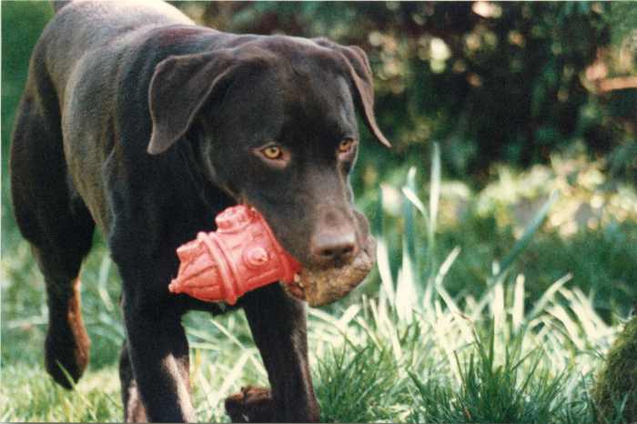 Labrador retrievers enjoy carrying objects, which can be useful for people with medical problems.This is Owen as an adult.