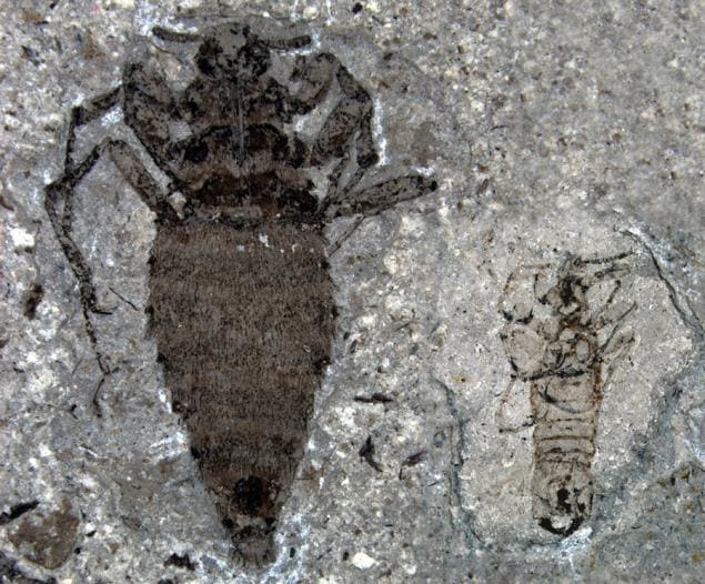 Giant 0.8 inch fleas harassed dinosaurs in the Jurassic and just like today the females were twice the size as the males.