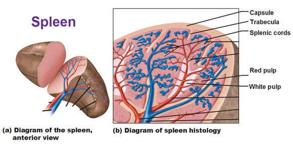 Cross section of the Spleen. You can see the red and white pulp along with the the arteries and veins.