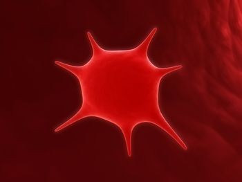 Platelets are small tissues that are present in the blood and are necessary for blood clotting and fighting infection.