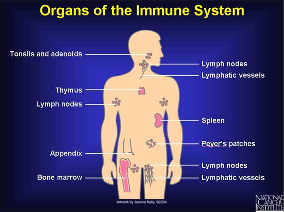 The organs of the immune system are positioned throughout our body.