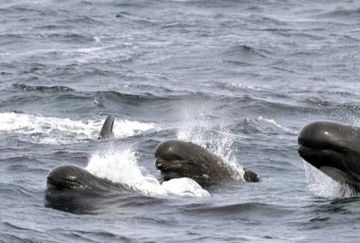 Pilot whales, another dolphin species.