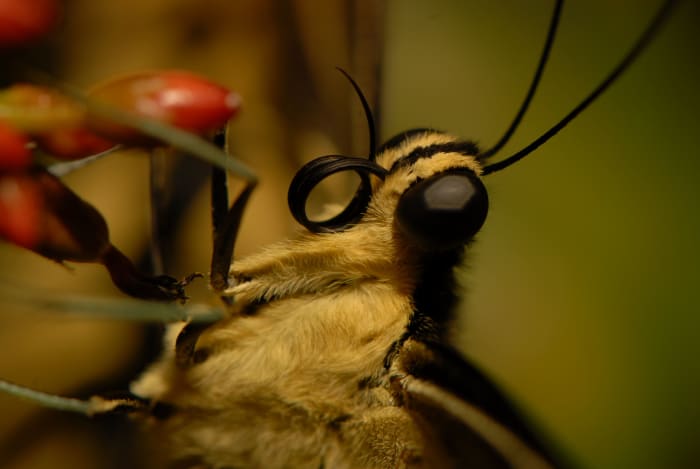 I loved taking pictures of Butterflies at the Natural History Museum Butterfly Pavilion in Washington DC. It helps to preview pictures like this in full screen.
