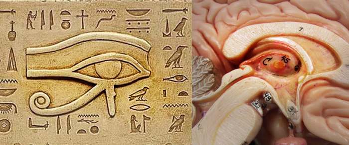 Occultists believe that the Egyptian symbol 'Eye of Horus' represents the mystic third eye - the pineal gland. Look at the similarity between the eye and the cross section of the brain showing the pineal gland.