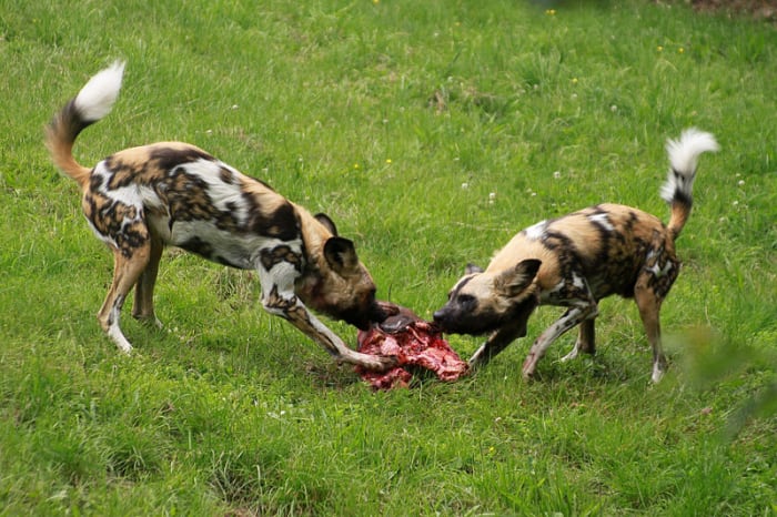 Wild dogs have to fight for their portion of a kill. Some of that instinct is left over in your domesticated pet.
