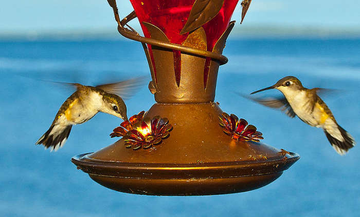 Hummingbirds At A Feeder In This Photo. It Is A Lot Of Fun To Watch Them Feed At Feeders That You Can Hang Near A Window So You Can Watch Them.